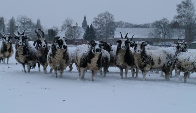 Jacobschapen in de sneeuw